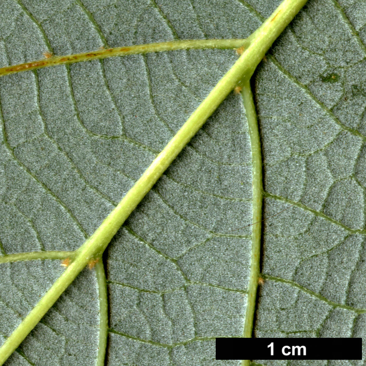 High resolution image: Family: Malvaceae - Genus: Tilia - Taxon: caroliniana - SpeciesSub: subsp. heterophylla
